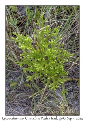 Lycopodium species