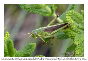 Unknown Grasshopper