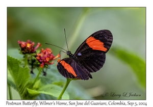 Postman Butterfly