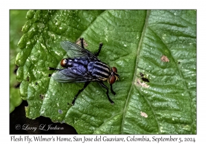 Flesh Fly