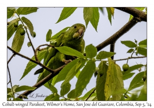 Cobalt-winged Parakeet