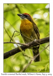 Scarlet-crowned Barbet male