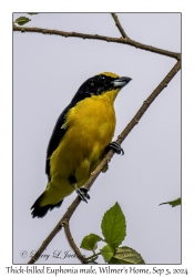 Thick-billed Euphonia male