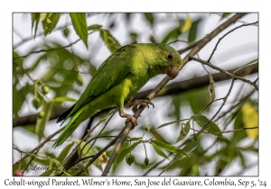 Cobalt-winged Parakeet