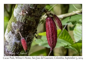 Cacao Pods