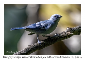 Blue-grey Tanager