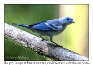 Blue-grey Tanager