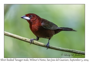 Silver-beaked Tanager male