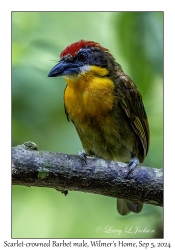 Scarlet-crowned Barbet male