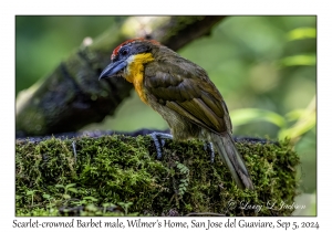 Scarlet-crowned Barbet male