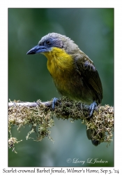 Scarlet-crowned Barbet female