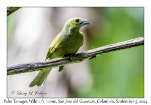 Palm Tanager