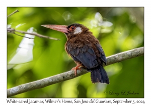 White-eared Jacamar