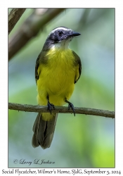 Social Flycatcher