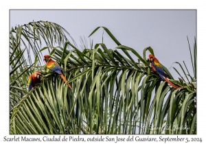 Scarlet Macaws