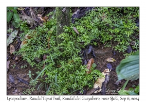 Lycopodium,