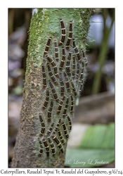 Caterpillars