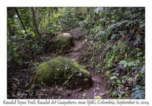 Raudal Tepui Trail