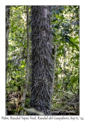 Root-spine Palm