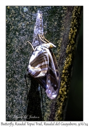 Emerging Butterfly