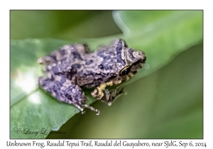 Unknown Frog