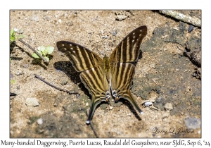 Many-banded Daggerwing
