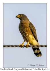 Roadside Hawk