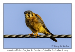 American Kestrel