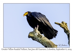 Greater Yellow-headed Vulture