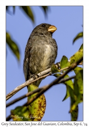 Grey Seedeater