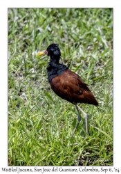 Wattled Jacana