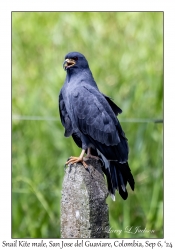 Snail Kite male