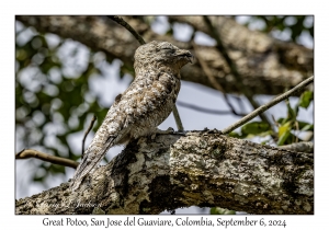 Great Potoo