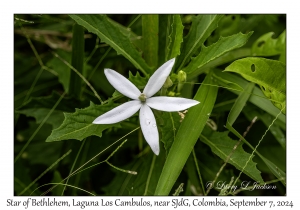 Star of Bethlehem