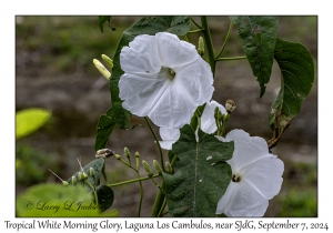 Tropical White Morning Glory