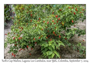 Turk's Cap Mallow