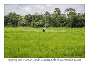 Spraying Rice