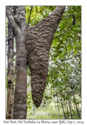 Ant Nest