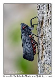 Unknown Cicada