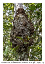 Termite Nest