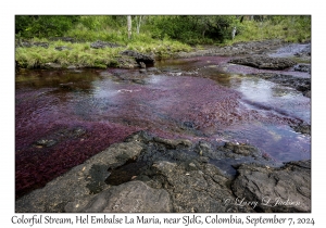 Colorful Stream