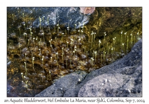 an Aquatic Bladderwort