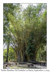 Timber Bamboo