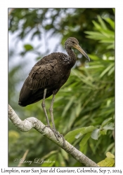 Limpkin