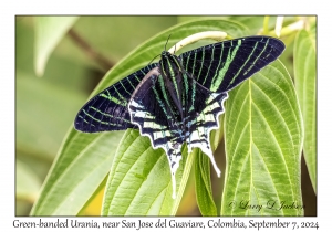 Green-banded Urania