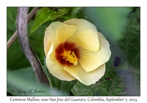 Common Mallow