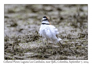 Collared Plover