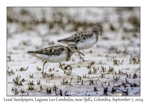 Least Sandpipers