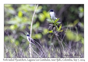 Fork-tailed Flycatchers