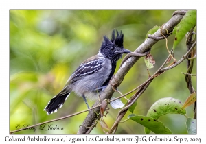 Collared Antshrike male